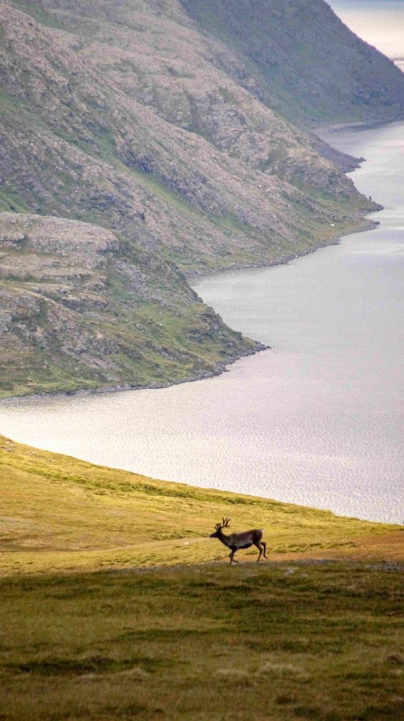 Arctic Road Trips, Norway, North Cape, Reindeer, Photo Luisa Schaffner
