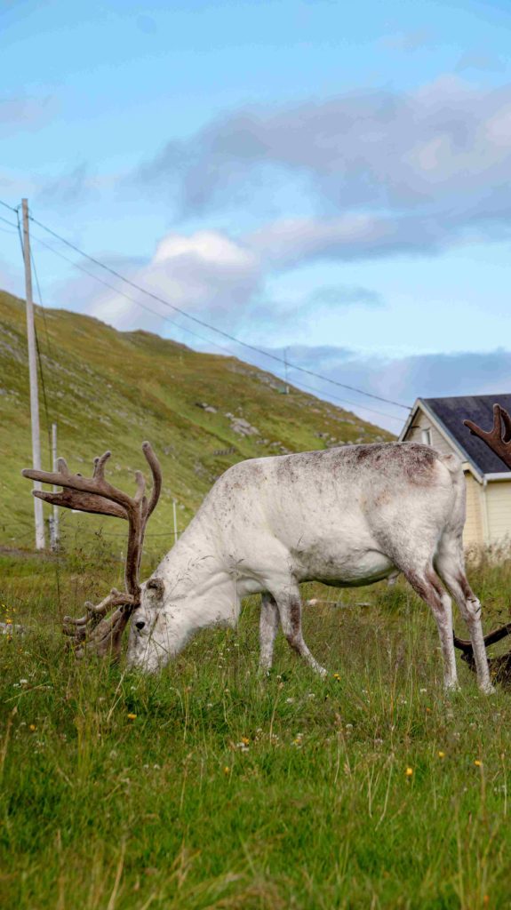 Arctic Road Trips, Reindeer, North Cape, Norway, Photo Luisa Schaffner