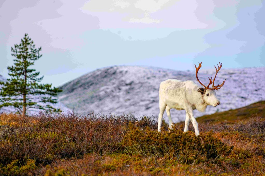 Arctic Road Trips, Reindeer, Pallas Nationalpark, Lapland, Finland, Photo Luisa Schaffner