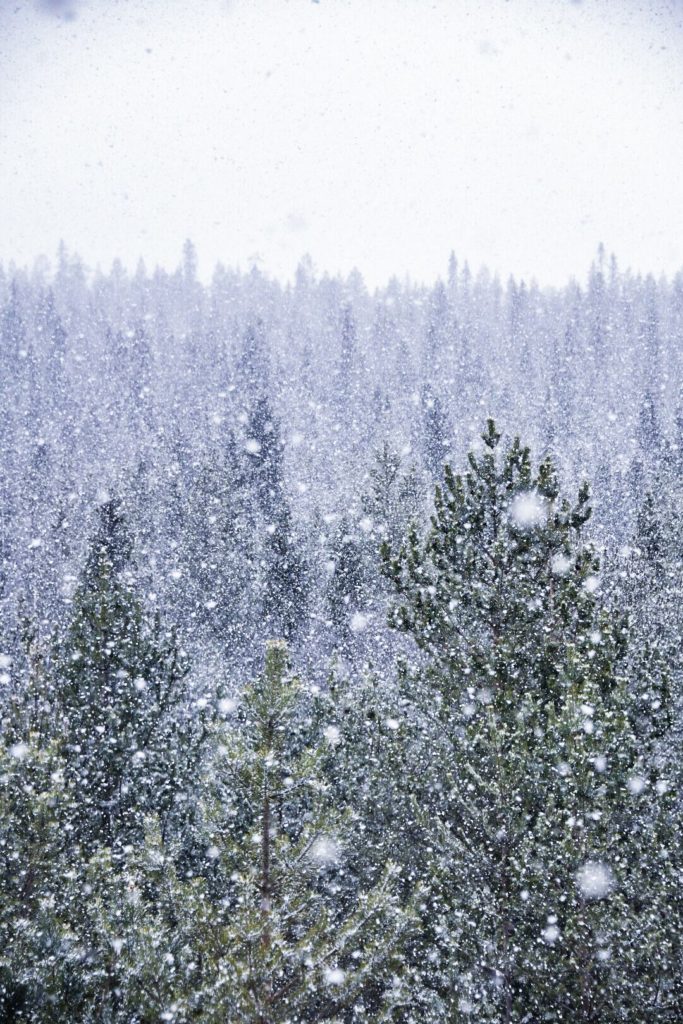 Arctic Road Trips Winter Snow Lapland Finland snowflakes in the forest Photo Lorenzo Mirandola