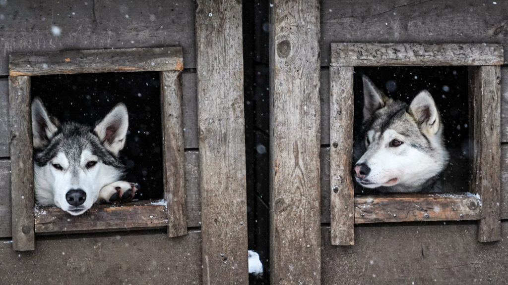 Susimaa Lapponia, Allevamento di cani lupo, Cani felici, Foto Luisa Schaffner