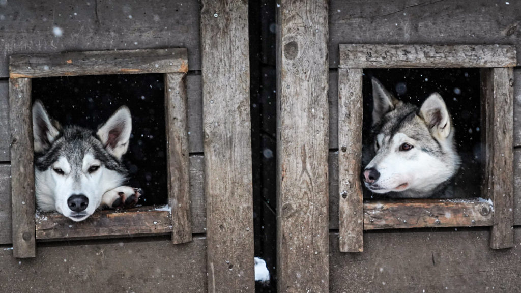 Kennel per Cane Lupo Cecoslovacco