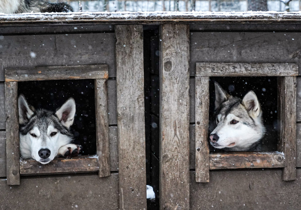 Susimaa Lapland, Wolfdogs, Finland, Photo Luisa Schaffner